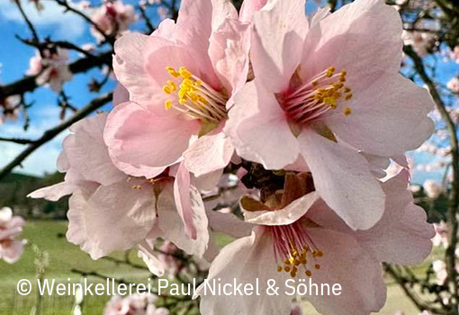 Mandelblüte