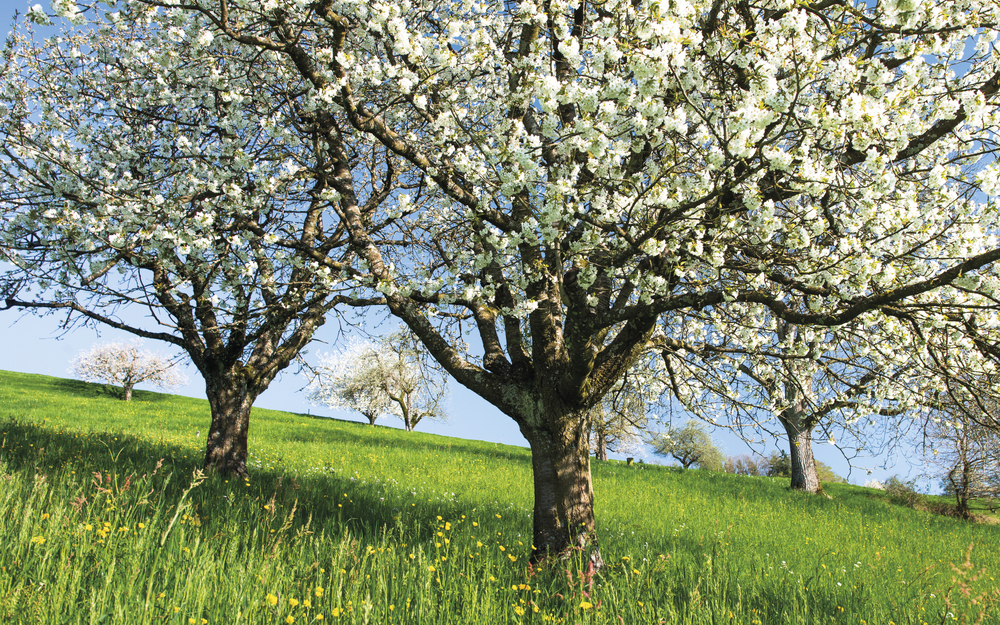 Frühlingswiese mit bunten Blüten unter blauem Himmel.