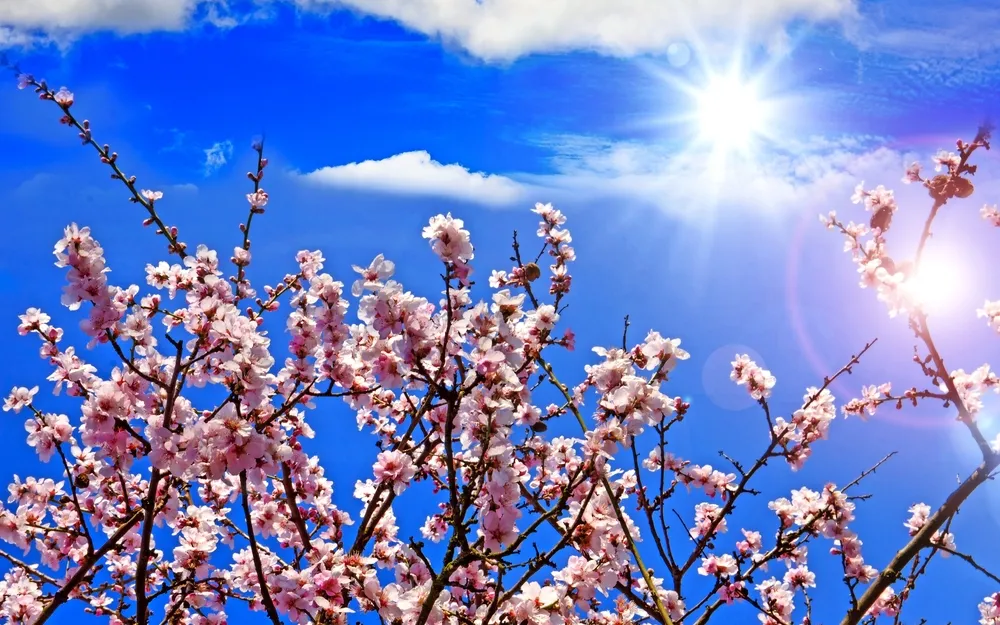 Blühender Kirschbaum unter einem klaren blauen Himmel mit Sonnenlicht.