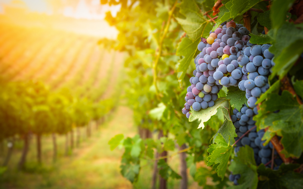 Ein Weingarten bei Sonnenuntergang mit reifen blauen Trauben im Vordergrund.