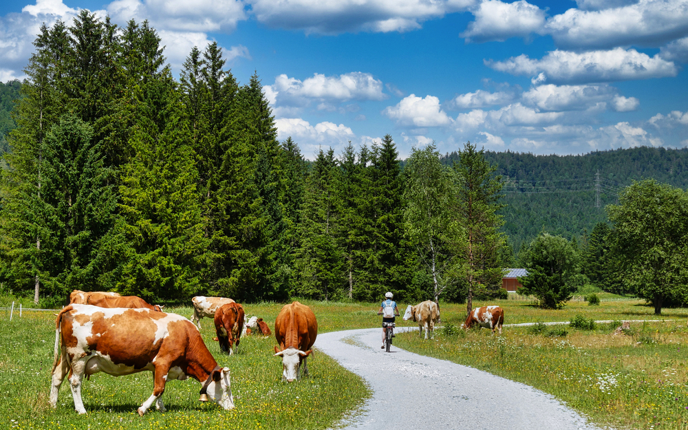 Kühe auf einer Wiese, mit einem Radfahrer auf einem Weg im Hintergrund.