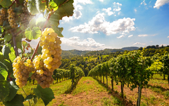 Weinbaugebiet an der Deutschen Weinstraße
