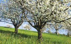 Frühlingswiese mit Blüten