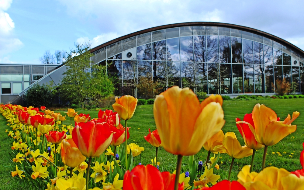 Wiesmoorer Blumenreich