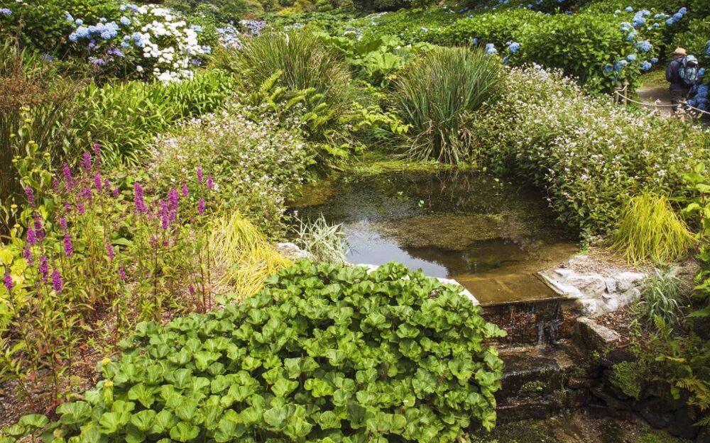 Trebah Gardens,Cornwall
