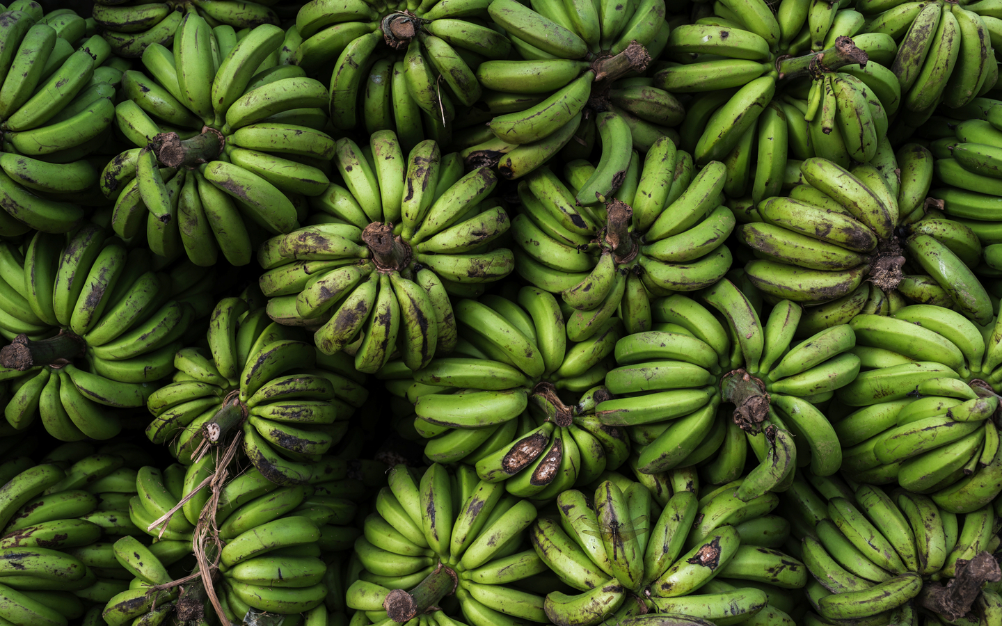 Bananenplantage in Ranomafana