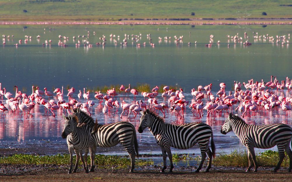 Zebras und Flamingos im Ngorongoro-Krater in Tansania