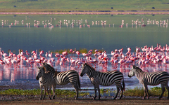 Zebras und Flamingos im Ngorongoro-Krater in Tansania