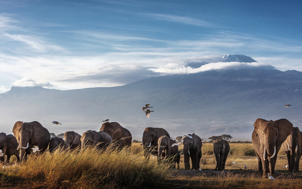 Elefanten vor dem Kilimandscharo im Amboseli Nationalpark