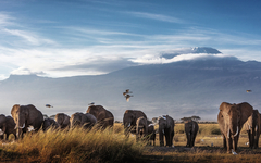 Elefanten vor dem Kilimandscharo im Amboseli Nationalpark