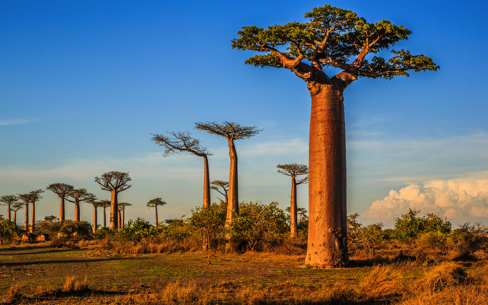 Baobab