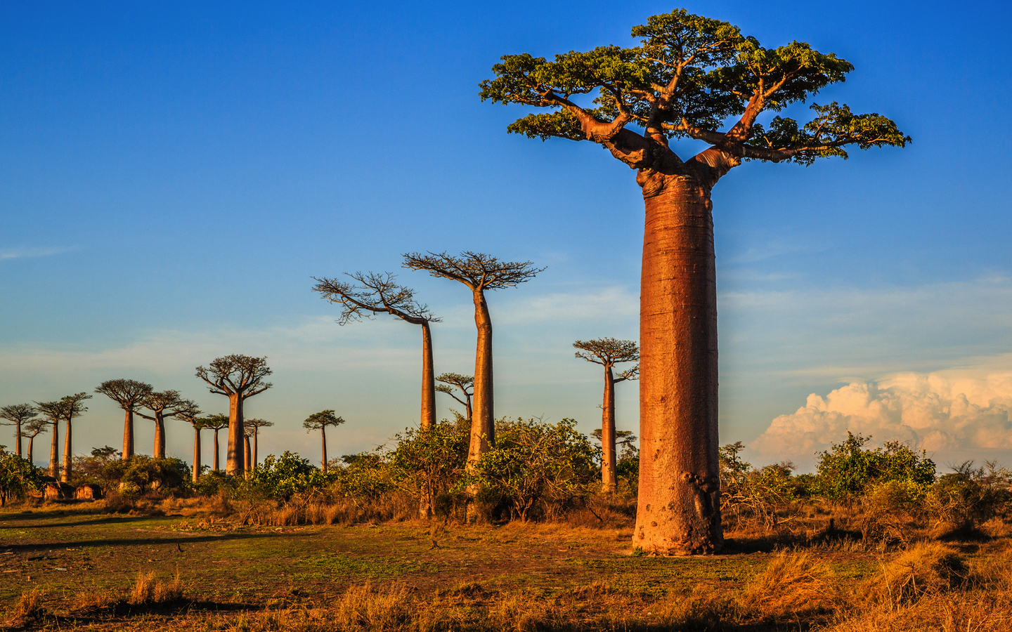Baobab