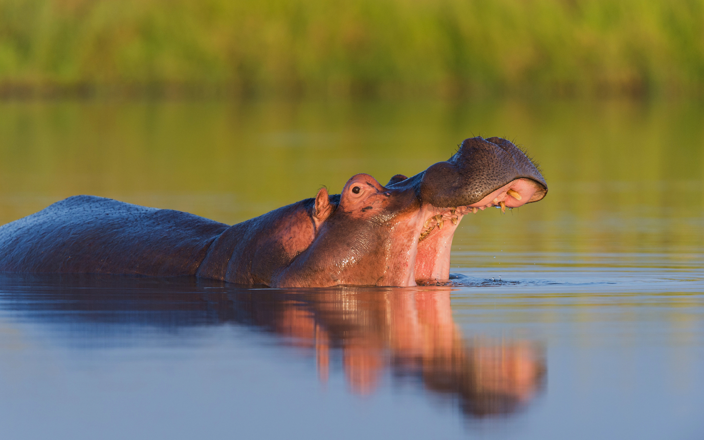 Nilpferd im Krüger Nationalpark