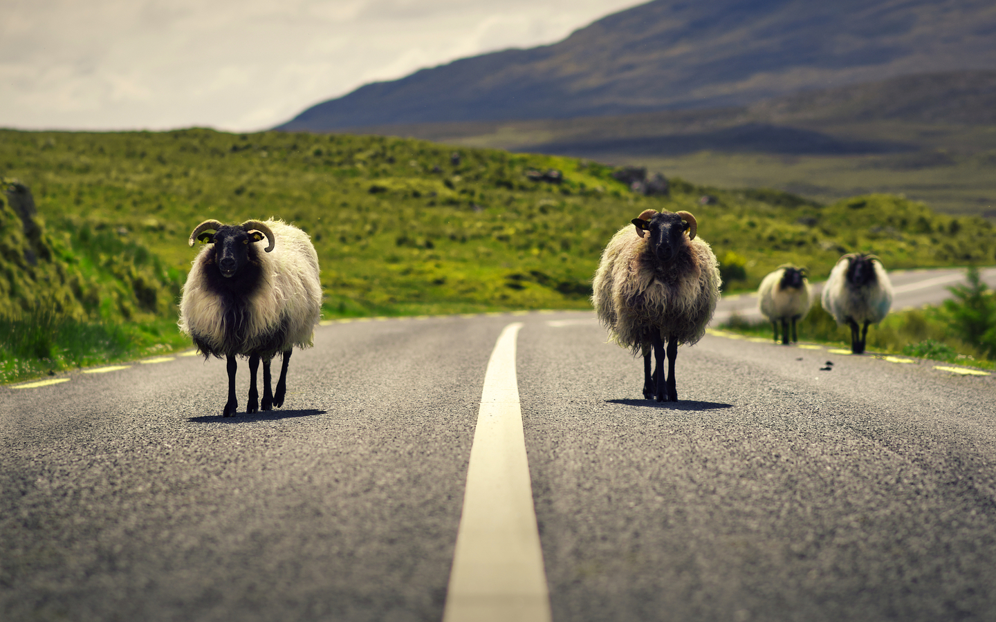 Schafe im Connemara Nationalpark in der Grafschaft Galway