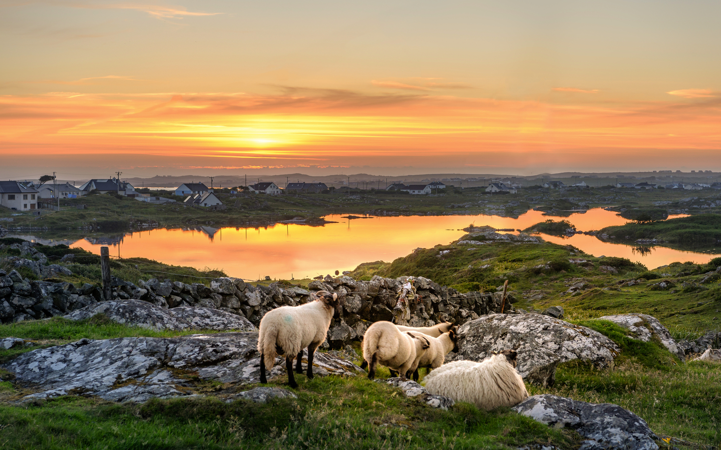 Sonnenuntergang an einem See mit Schafen in der Nähe von Clifden, Roundstone und Connemara in Irland