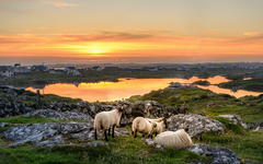 Sonnenuntergang an einem See mit Schafen in der Nähe von Clifden, Roundstone und Connemara in Irland