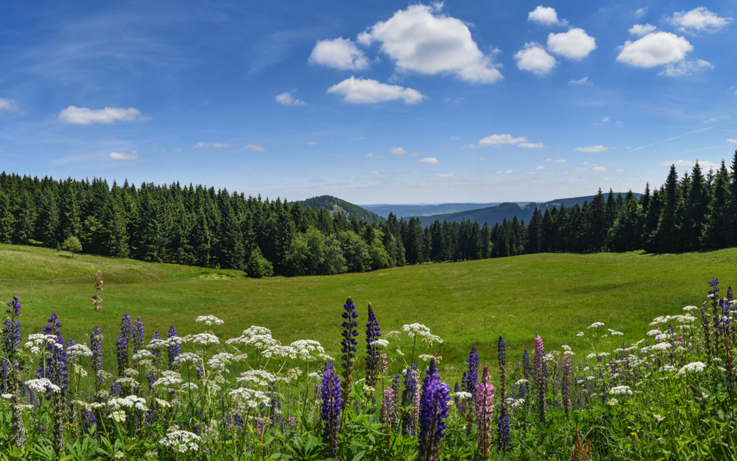 Thüringer Wald im Sommer