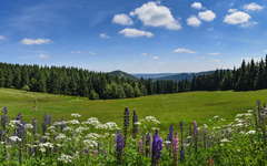 Thüringer Wald im Sommer