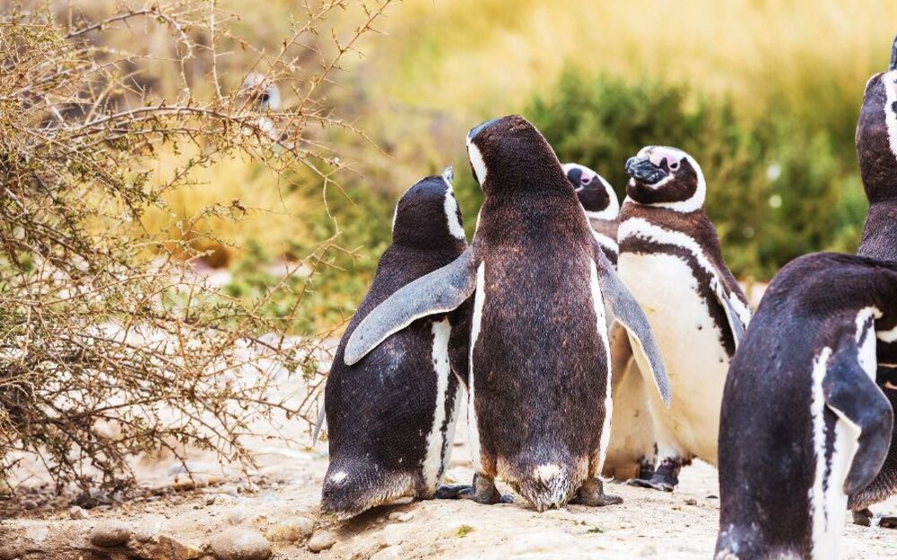Pinguine in Patagonien