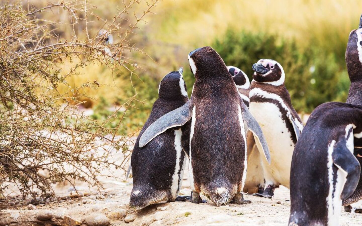 Pinguine in Patagonien
